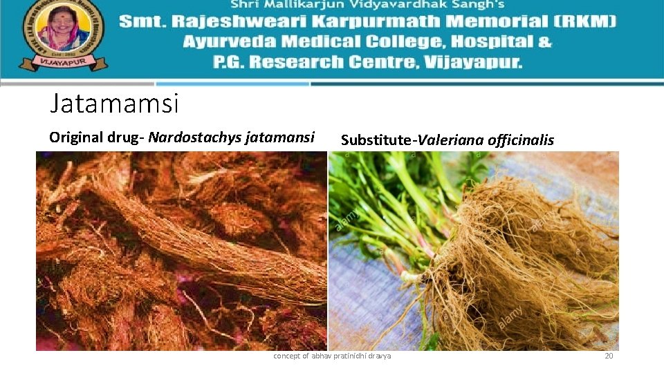 Jatamamsi Original drug- Nardostachys jatamansi Substitute-Valeriana officinalis concept of abhav pratinidhi dravya 20 