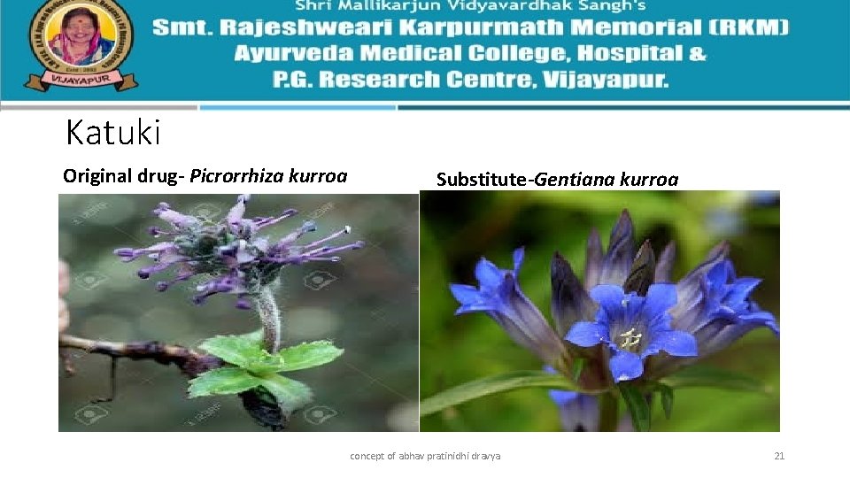 Katuki Original drug- Picrorrhiza kurroa Substitute-Gentiana kurroa concept of abhav pratinidhi dravya 21 