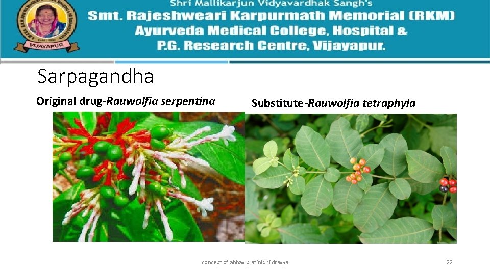 Sarpagandha Original drug-Rauwolfia serpentina Substitute-Rauwolfia tetraphyla concept of abhav pratinidhi dravya 22 