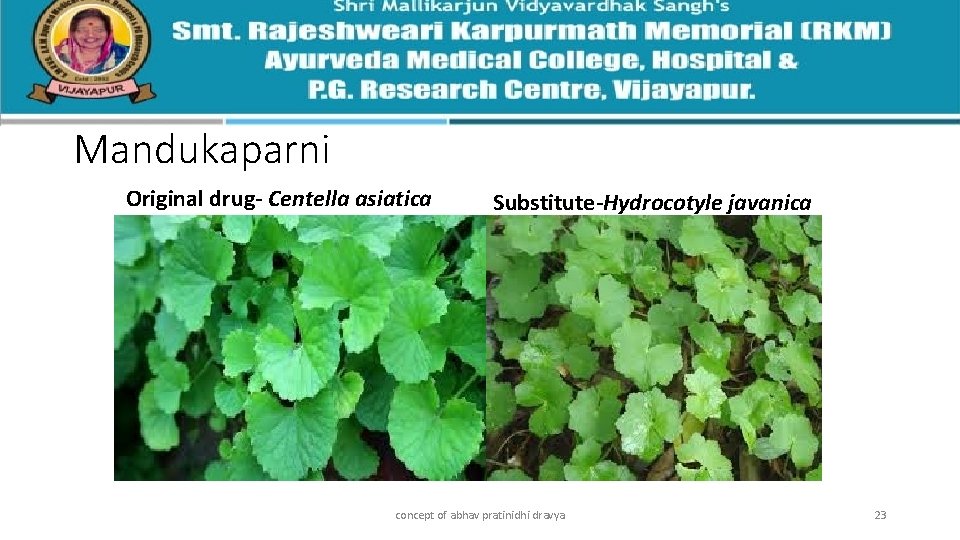 Mandukaparni Original drug- Centella asiatica Substitute-Hydrocotyle javanica concept of abhav pratinidhi dravya 23 