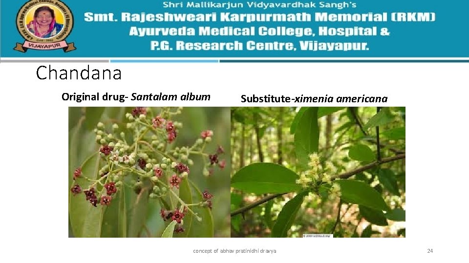 Chandana Original drug- Santalam album Substitute-ximenia americana concept of abhav pratinidhi dravya 24 
