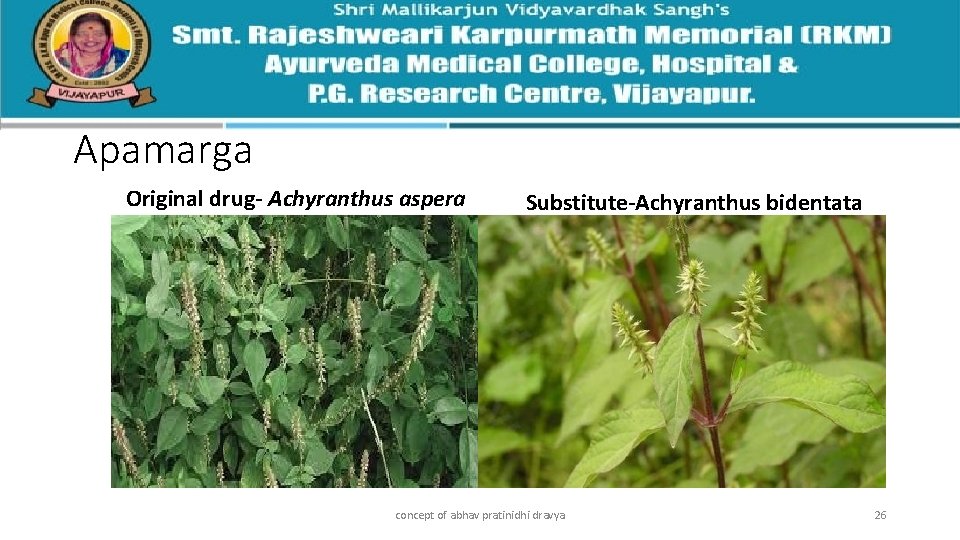 Apamarga Original drug- Achyranthus aspera Substitute-Achyranthus bidentata concept of abhav pratinidhi dravya 26 