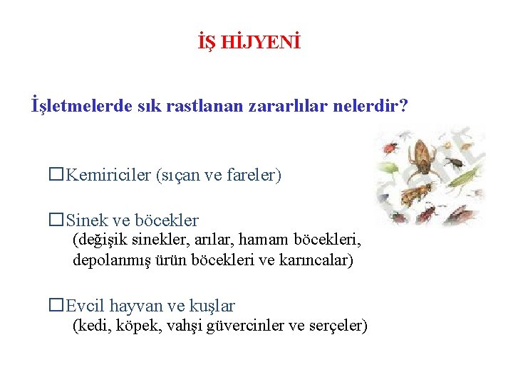 İŞ HİJYENİ İşletmelerde sık rastlanan zararlılar nelerdir? �Kemiriciler (sıçan ve fareler) �Sinek ve böcekler