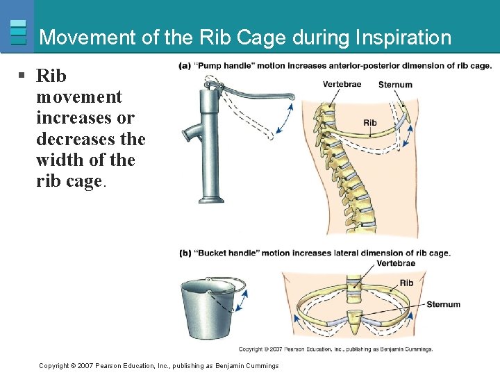 Movement of the Rib Cage during Inspiration § Rib movement increases or decreases the