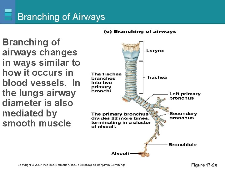 Branching of Airways Branching of airways changes in ways similar to how it occurs