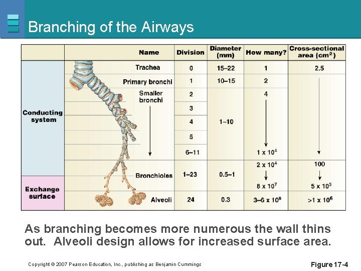 Branching of the Airways As branching becomes more numerous the wall thins out. Alveoli