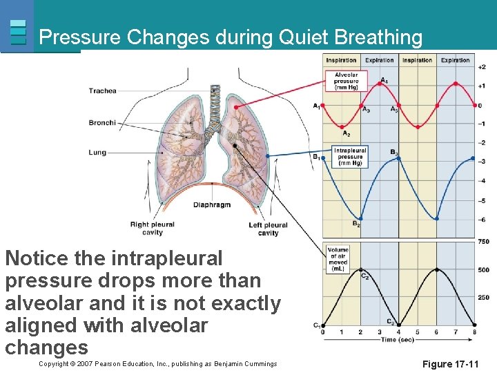 Pressure Changes during Quiet Breathing Notice the intrapleural pressure drops more than alveolar and