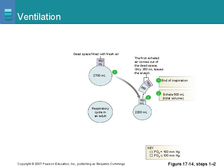 Ventilation Dead space filled with fresh air 150 m. L 2700 m. L 1