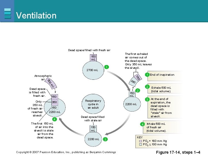 Ventilation Dead space filled with fresh air 150 m. L 2700 m. L 1