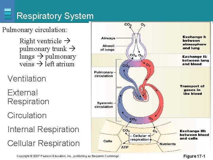 Respiratory System Pulmonary circulation: Right ventricle pulmonary trunk lungs pulmonary veins left atrium Ventilation