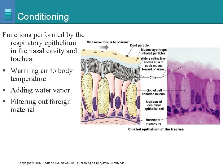 Conditioning Functions performed by the respiratory epithelium found in the nasal cavity and trachea: