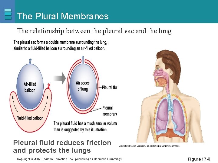 The Plural Membranes The relationship between the pleural sac and the lung Pleural fluid