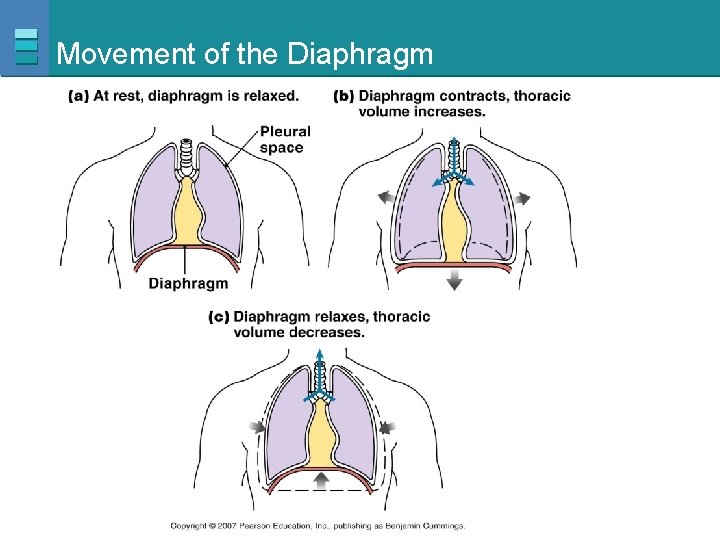 Movement of the Diaphragm Copyright © 2007 Pearson Education, Inc. , publishing as Benjamin