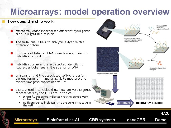 Microarrays: model operation overview how does the chip work? Microarray chips incorporate different dyed