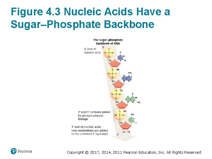 Biological Science Sixth Edition Chapter 4 Nucleic Acids