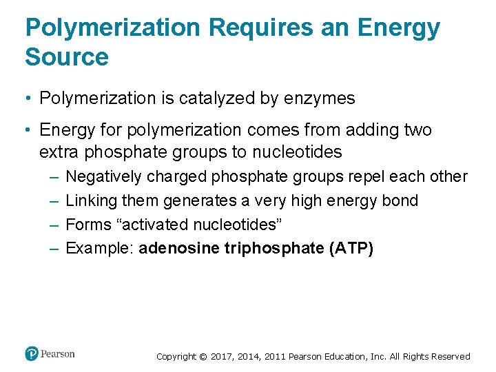 Polymerization Requires an Energy Source • Polymerization is catalyzed by enzymes • Energy for