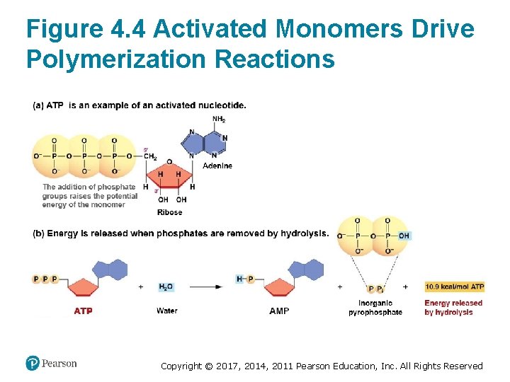 Figure 4. 4 Activated Monomers Drive Polymerization Reactions Copyright © 2017, 2014, 2011 Pearson