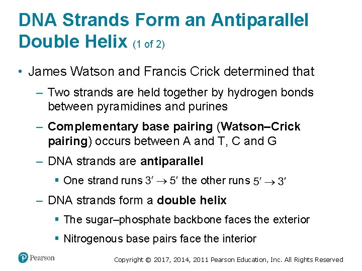 DNA Strands Form an Antiparallel Double Helix (1 of 2) • James Watson and
