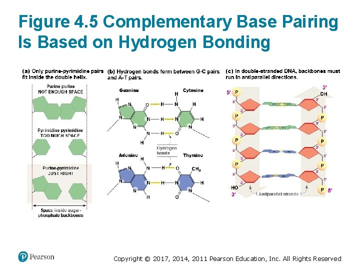 Figure 4. 5 Complementary Base Pairing Is Based on Hydrogen Bonding Copyright © 2017,