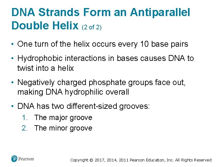 DNA Strands Form an Antiparallel Double Helix (2 of 2) • One turn of
