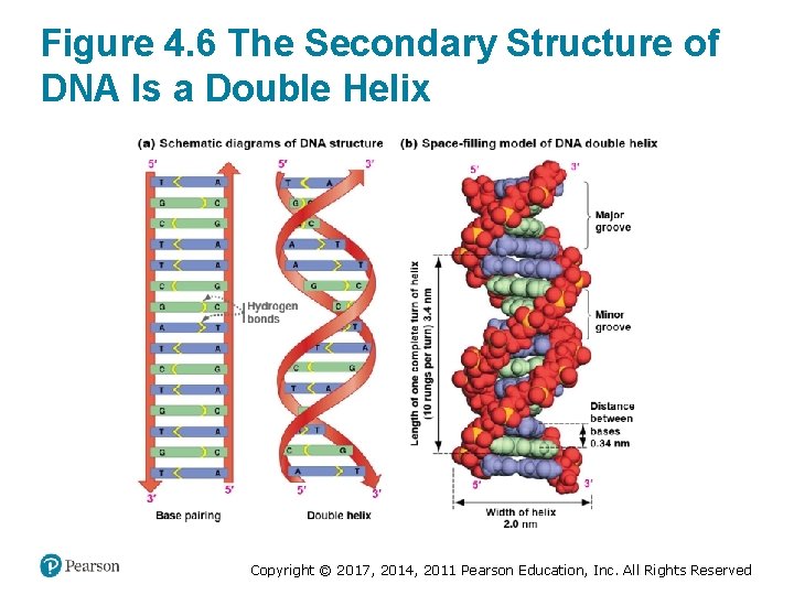 Figure 4. 6 The Secondary Structure of DNA Is a Double Helix Copyright ©