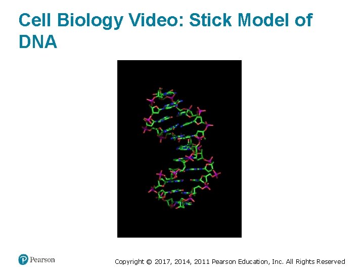 Cell Biology Video: Stick Model of DNA Copyright © 2017, 2014, 2011 Pearson Education,