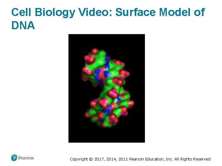 Cell Biology Video: Surface Model of DNA Copyright © 2017, 2014, 2011 Pearson Education,