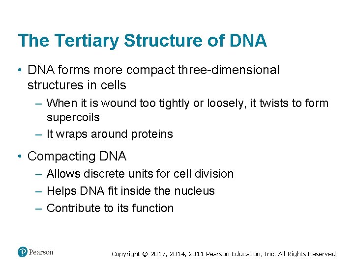 The Tertiary Structure of DNA • DNA forms more compact three-dimensional structures in cells