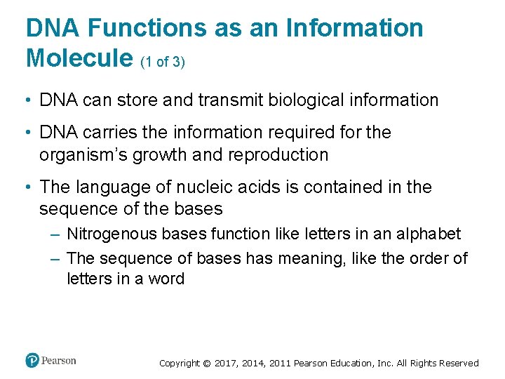 DNA Functions as an Information Molecule (1 of 3) • DNA can store and