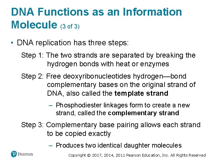 DNA Functions as an Information Molecule (3 of 3) • DNA replication has three