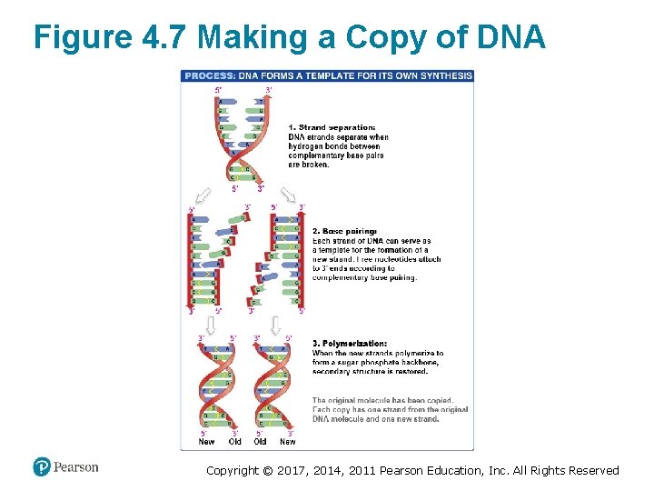Figure 4. 7 Making a Copy of DNA Copyright © 2017, 2014, 2011 Pearson