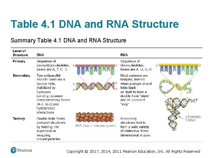 Table 4. 1 DNA and RNA Structure Summary Table 4. 1 DNA and RNA