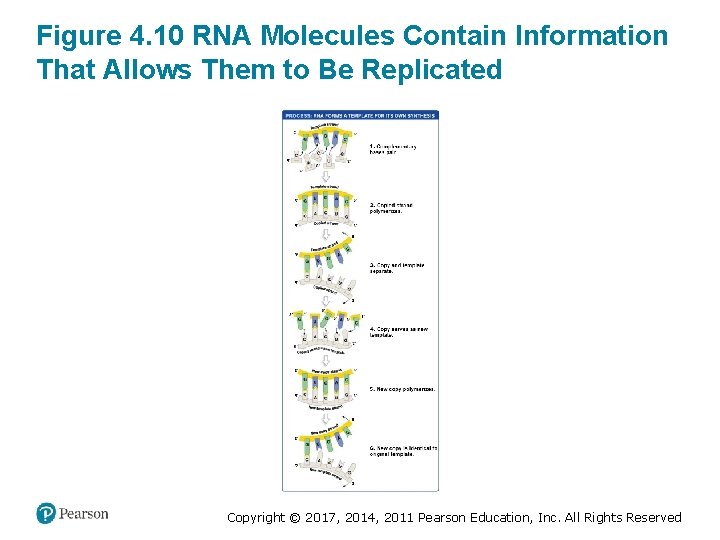 Figure 4. 10 RNA Molecules Contain Information That Allows Them to Be Replicated Copyright