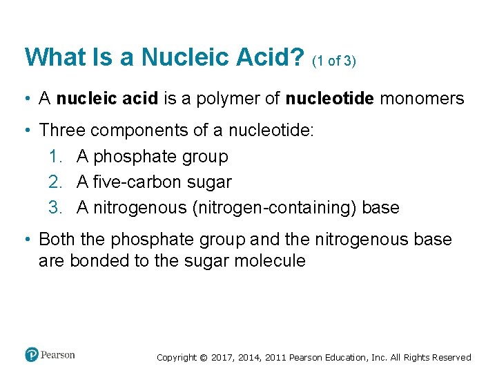 What Is a Nucleic Acid? (1 of 3) • A nucleic acid is a