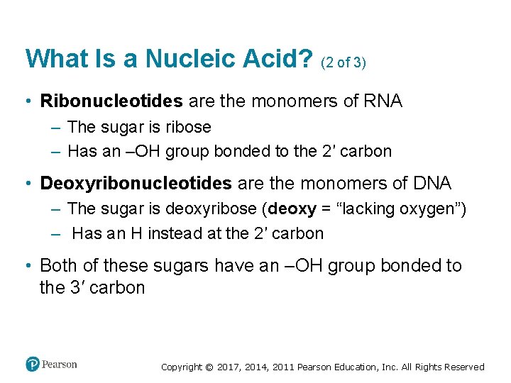What Is a Nucleic Acid? (2 of 3) • Ribonucleotides are the monomers of
