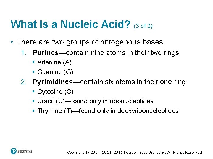 What Is a Nucleic Acid? (3 of 3) • There are two groups of