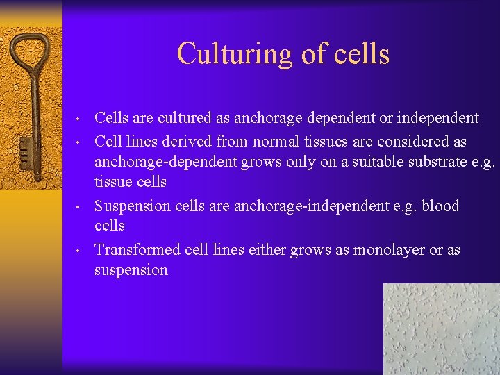 Culturing of cells • • Cells are cultured as anchorage dependent or independent Cell