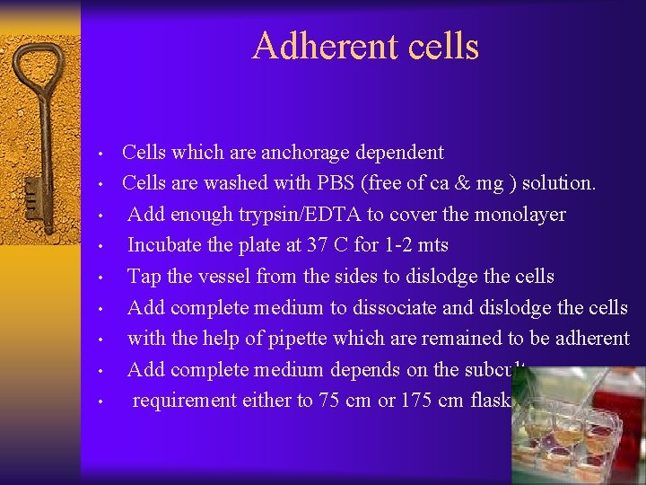 Adherent cells • • • Cells which are anchorage dependent Cells are washed with