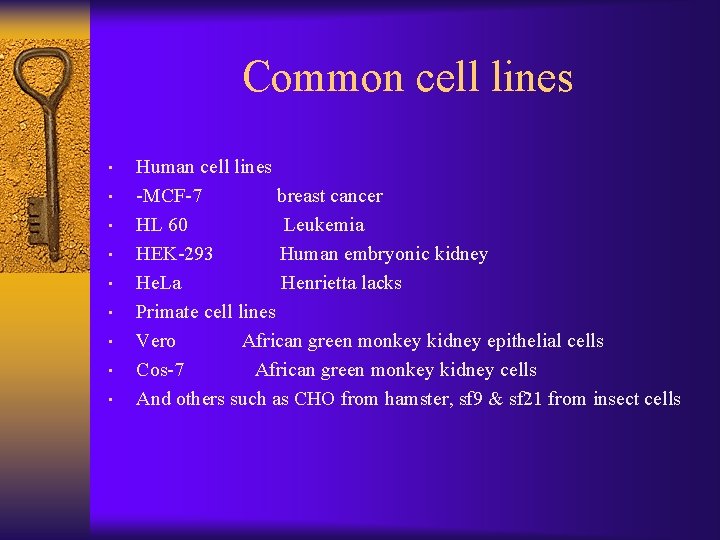 Common cell lines • • • Human cell lines -MCF-7 breast cancer HL 60