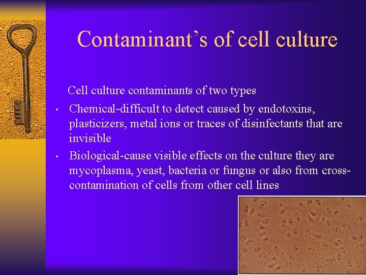 Contaminant’s of cell culture Cell culture contaminants of two types • • Chemical-difficult to