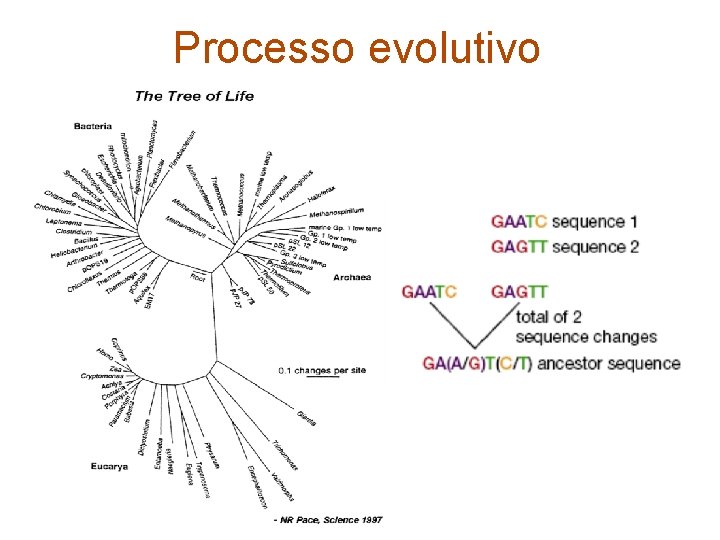 Processo evolutivo 