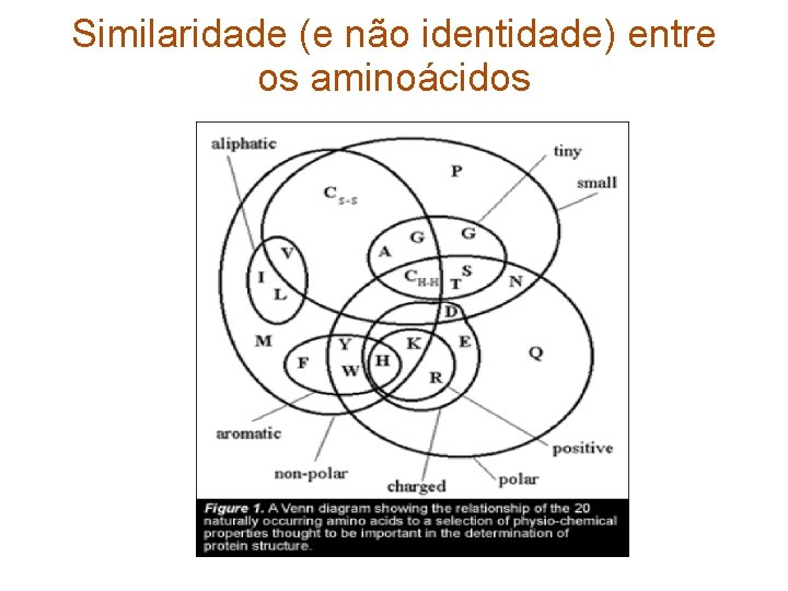 Similaridade (e não identidade) entre os aminoácidos 