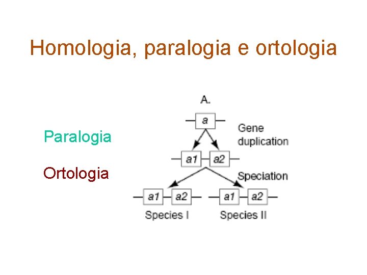 Homologia, paralogia e ortologia Paralogia Ortologia 