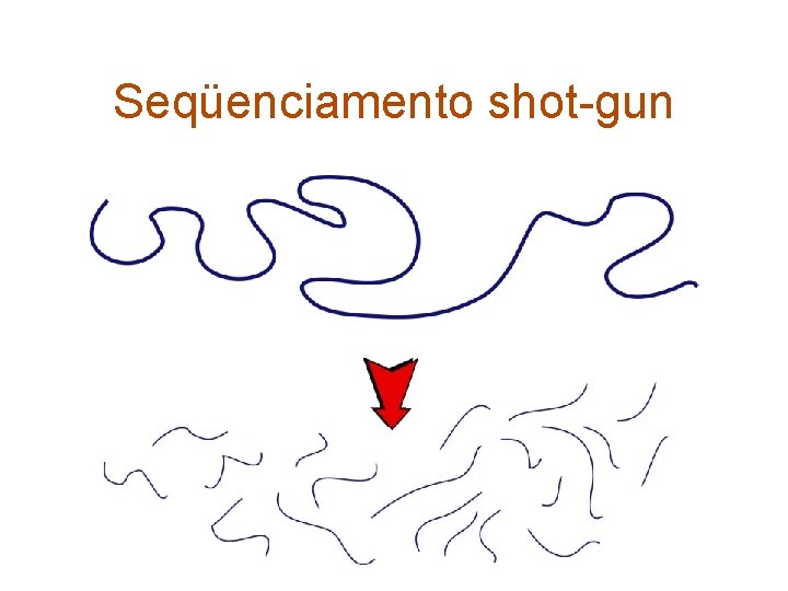 Seqüenciamento shot-gun 