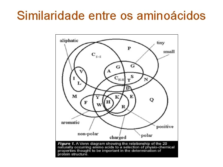 Similaridade entre os aminoácidos 