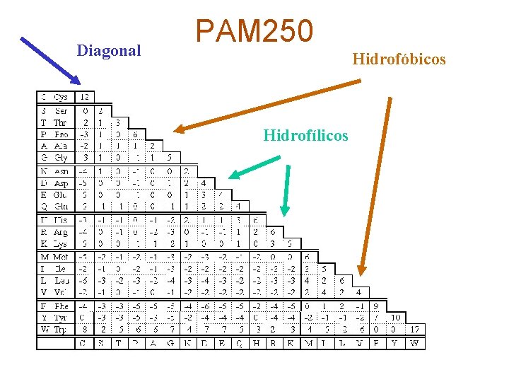Diagonal PAM 250 Hidrofóbicos Hidrofílicos 