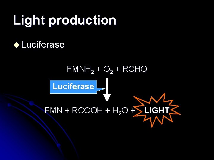 Light production u Luciferase FMNH 2 + O 2 + RCHO Luciferase FMN +