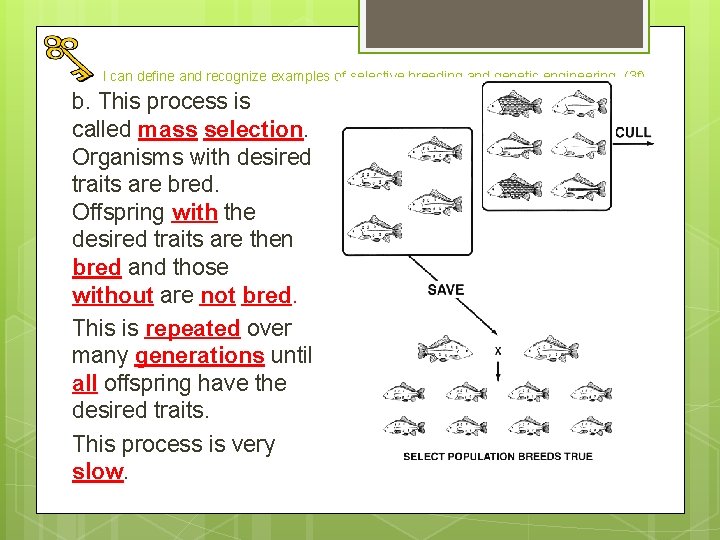 I can define and recognize examples of selective breeding and genetic engineering. (3 f)