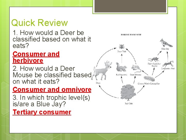 Quick Review 1. How would a Deer be classified based on what it eats?