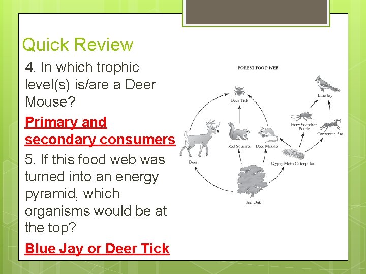 Quick Review 4. In which trophic level(s) is/are a Deer Mouse? Primary and secondary